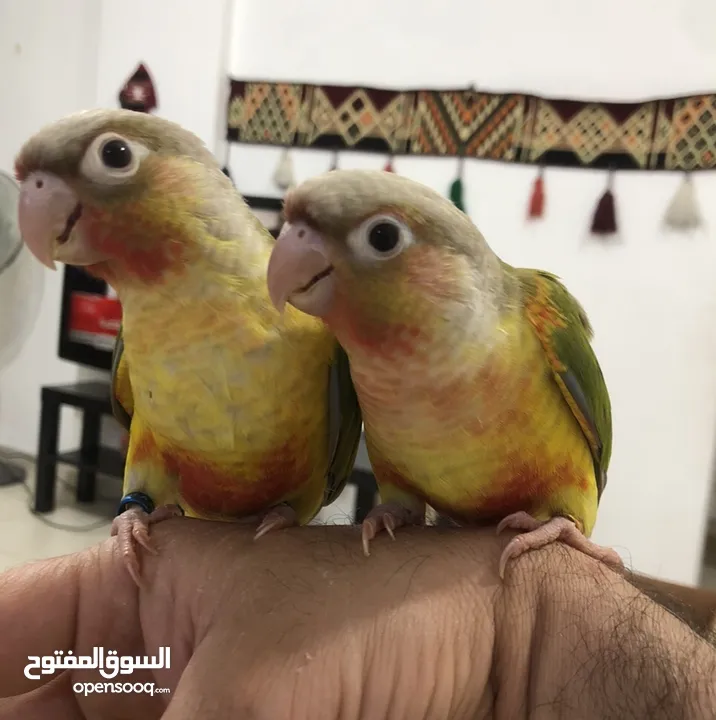 فراخ جرين شيك اليفات للزق اليدوي تركواز اناناس يلو سايد اقرأ التفاصيل