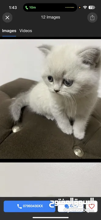 للبيع قطه بصلاه على النبي