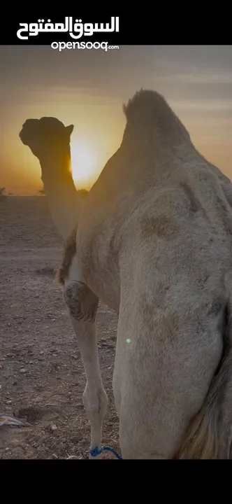 بعير للبيع سمين ماشاءالله