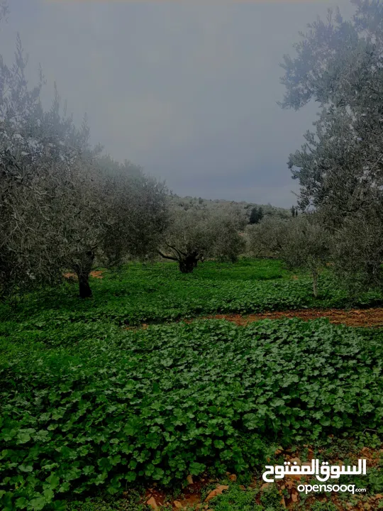 منزل على قطعة أرض 2 دونوم ، لمعرفة السعر الرجاء التواصل على الرقم في الوصف