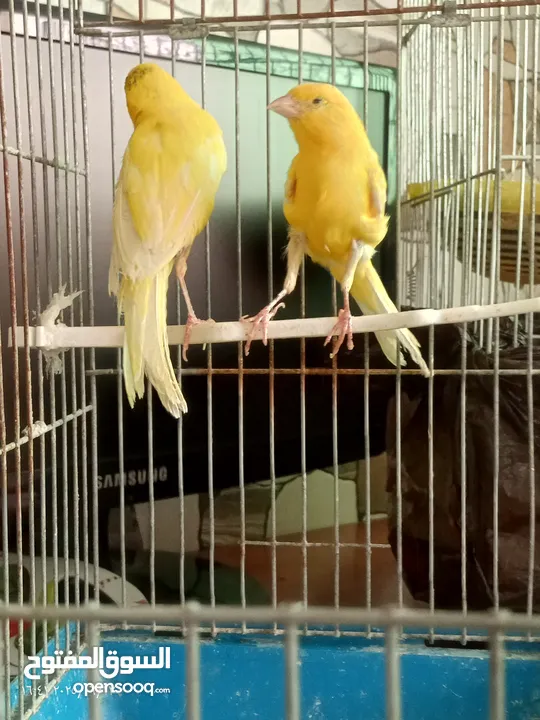 جوز كنار بناديق  شغال مع فرخهن