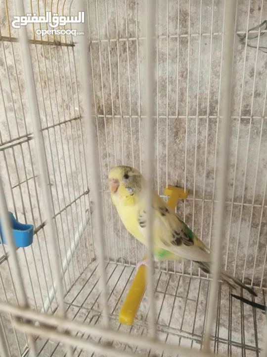 جوز طيور حب للبيع