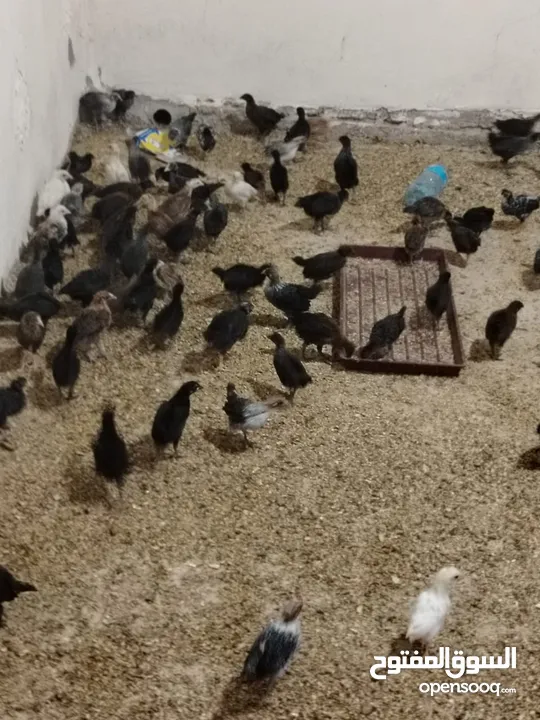 صوص عمر شهر ونص