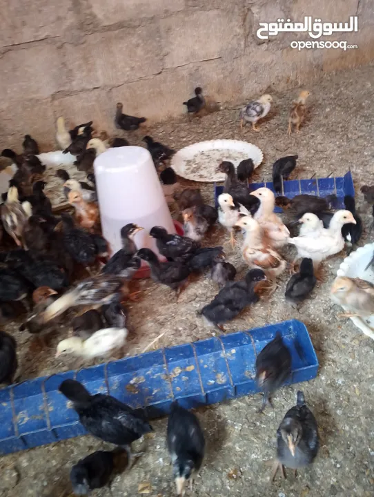 صوص بلدي  بناديق بكستاني  صحه ونضافه