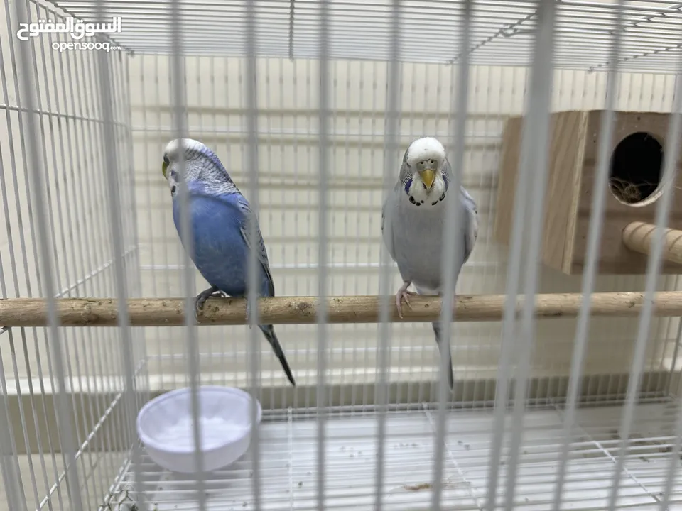 Pair of budgies