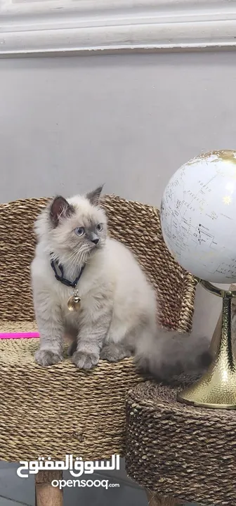 Himalayan Kitten For Adoption