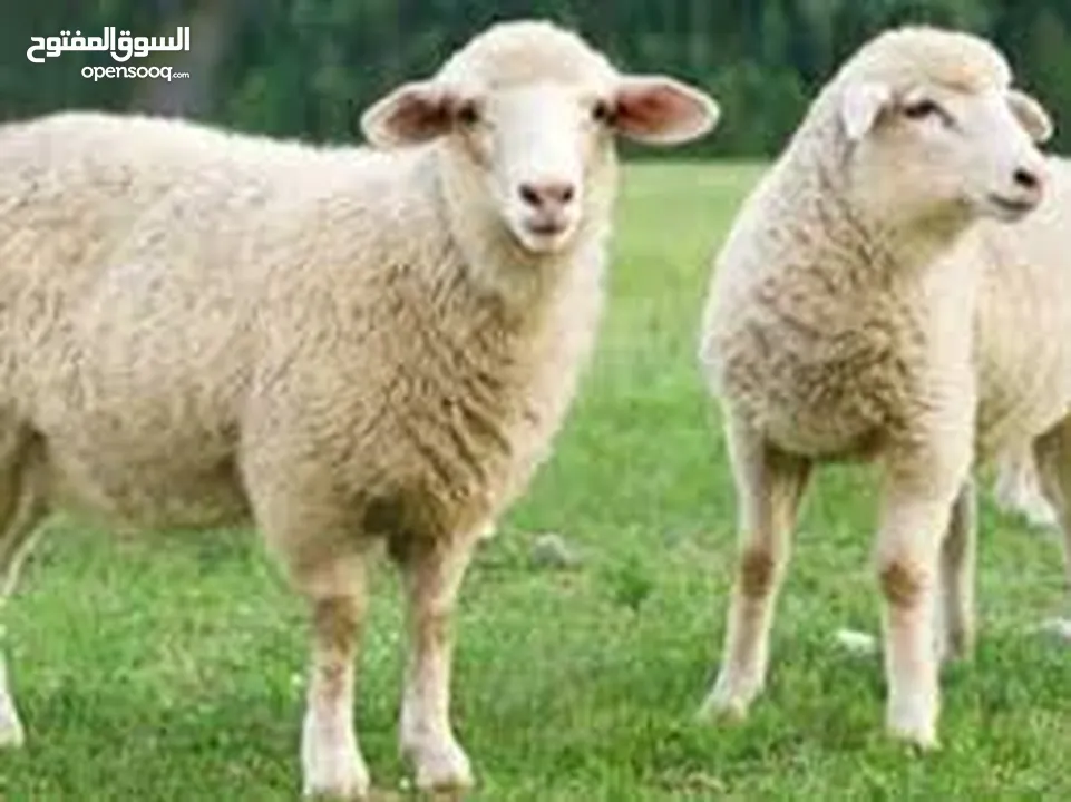 لحام جزار اضاحي متنقل ... ذبح ... سلخ ... تقطيع