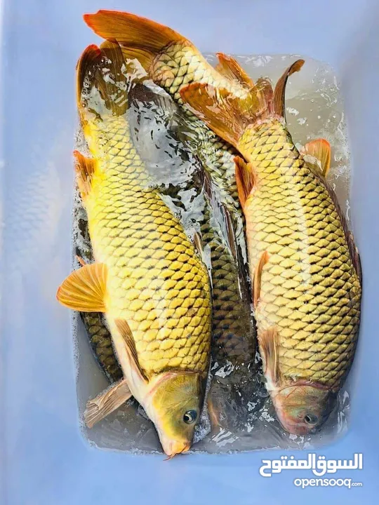 اعلاف أسماك ALFA-MIX FISH FEED