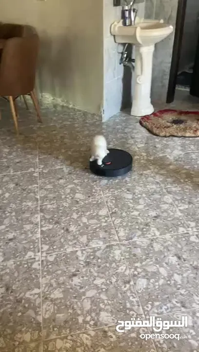 قط ذكر للبيع في سعر 250