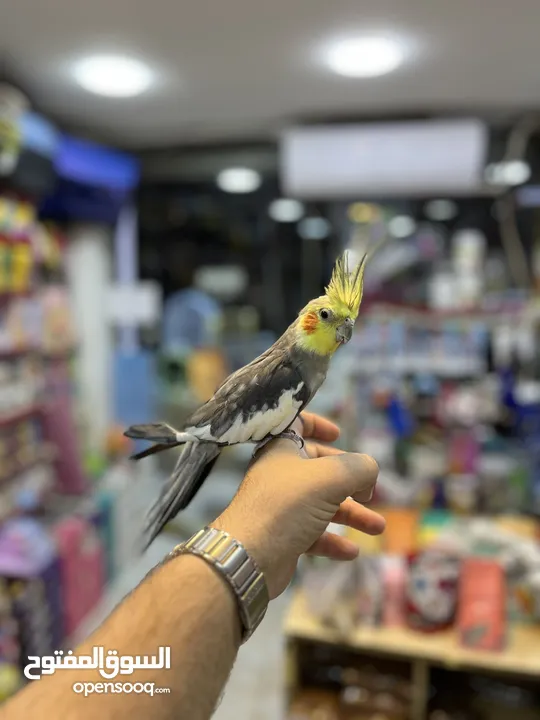 كوكتيل اليف فحل عليه عرض