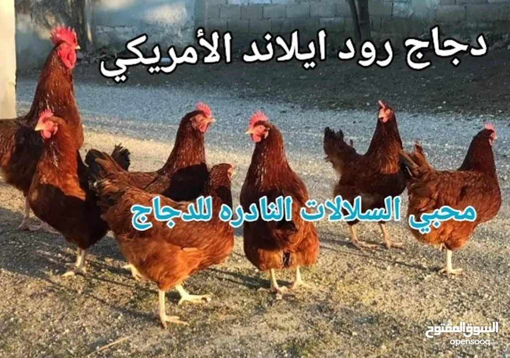 بيض مخصب و صيصان لسلالات دجاج نادره على مستوى العالم