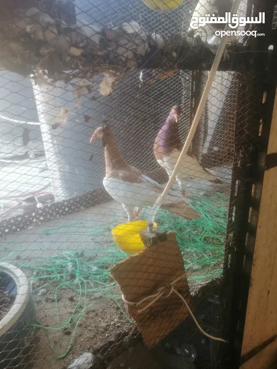 جوزين يهودي جوز اصفر وجوز احمر على صفره