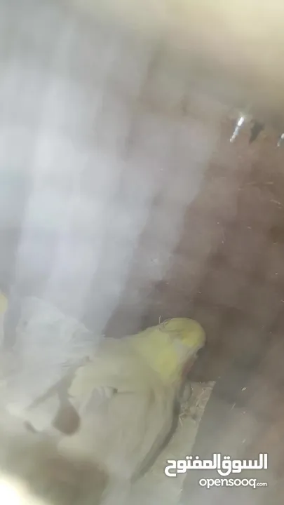 جوز كوكتيل مع المطير تحتي بيض