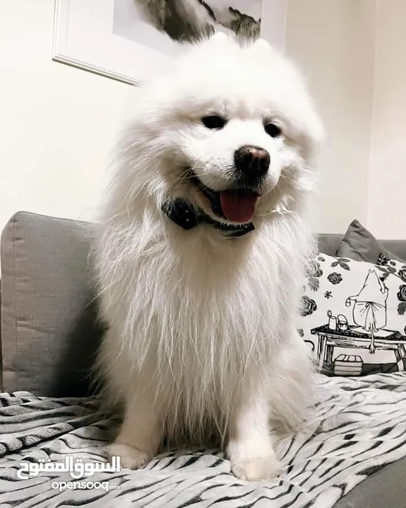 Pomeranian   Samoyed    Giant Malamute