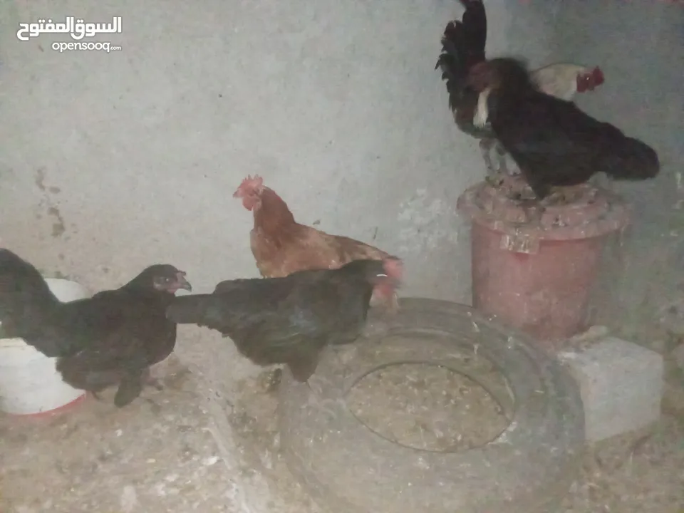 دجاج بلدي بياض للبيع