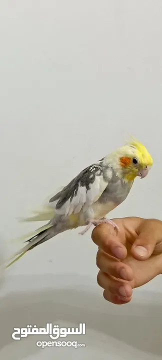 كوكتيل اليف لون رائع للبيع