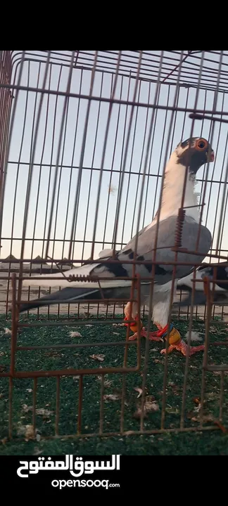 جوز فراخ اسطنابله  زرق وفرخ اسطنبولي احمر حبكين موجودات في الهاشمي الجنوبي