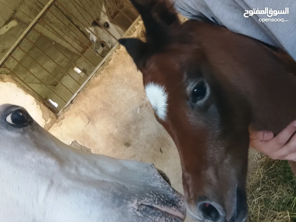 مهر عربي اصيل مع اوراق مواليد شهر 4/2025