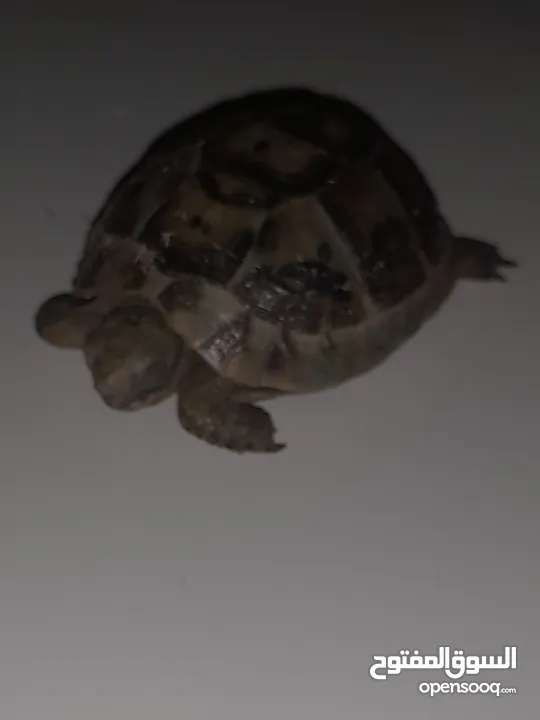 Turtle  small beautiful lovely  looking for new home