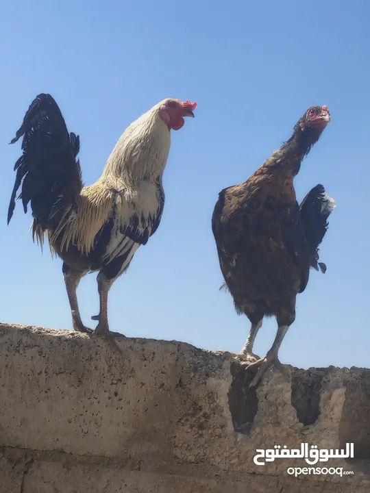 ديك ودجاجه للبيع الشراء يرن