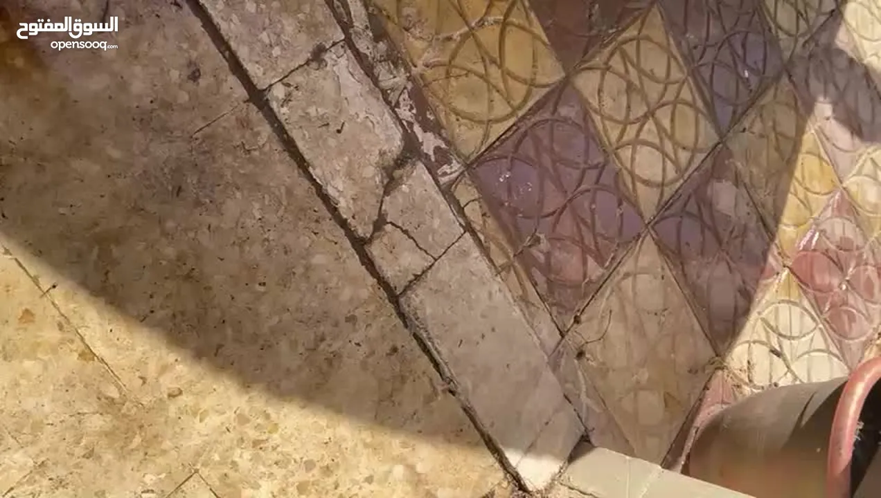 بيتبول تيرير بلو نوز