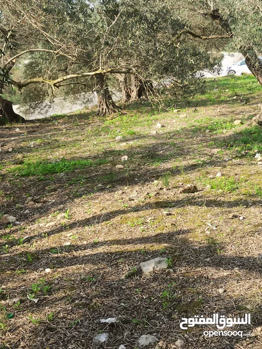 ارض زراعيه في بلعا دير الغصون