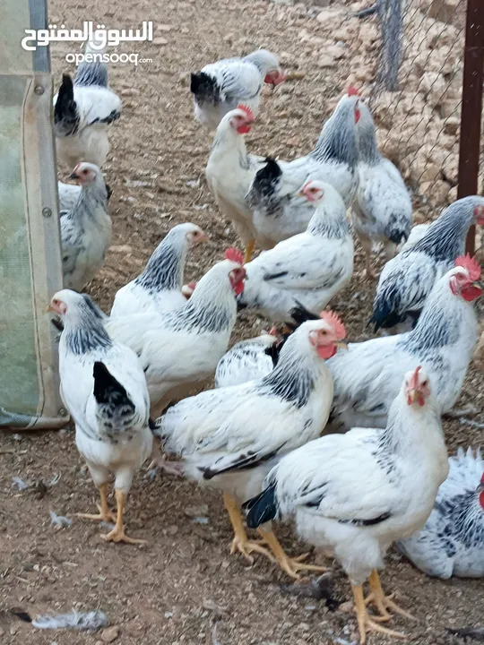 دجاج سايكس إنجليزي