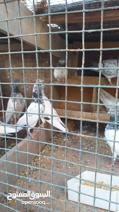 pakistani pigeons