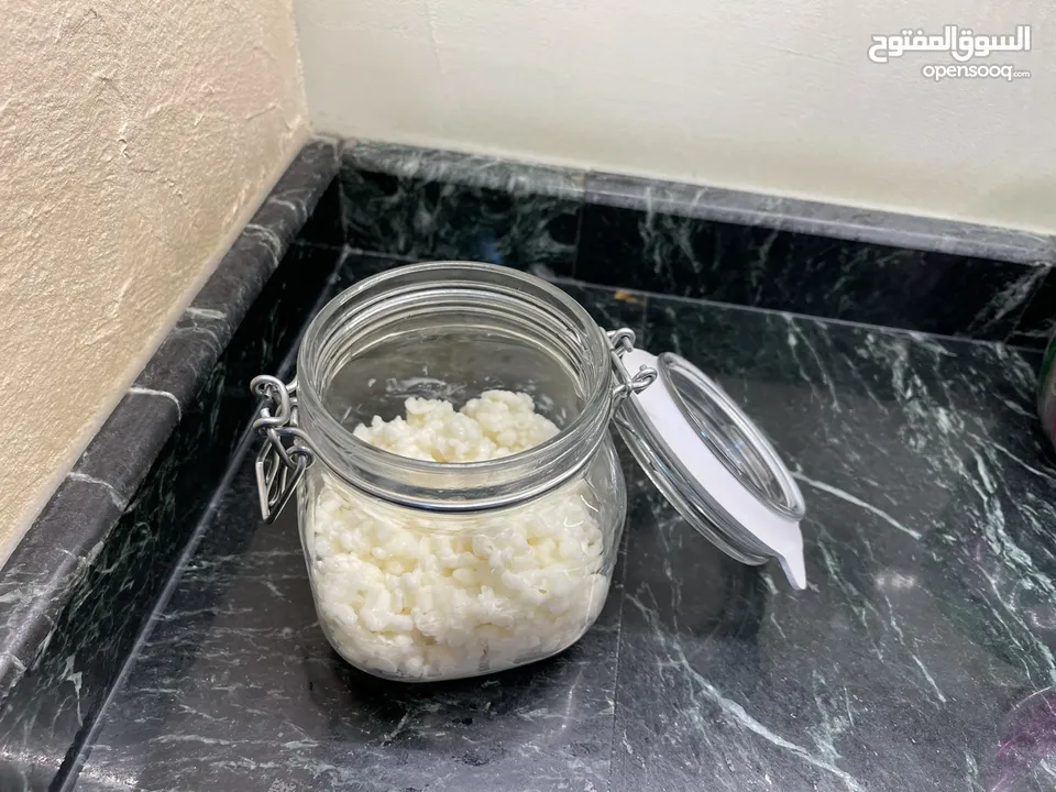 للبيع فطر هندي طازج ( كيفر / كفير )  Fresh Kefir grains for sale