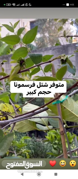 اشجار للبيع