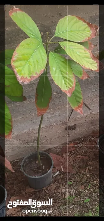 شتل افوكادو