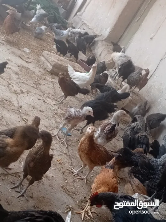 فراخ بلدي عمر شهرين ونص مطعمات جميع التطعيمات اي بي ولقاح ونيونكسل