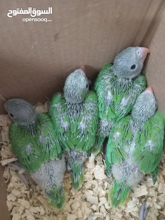 Baby parrots for sale