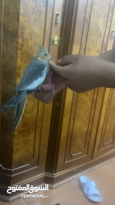 كوكتيل للبيع أليفات جداً جدا مخاليف سعر الحبه 15