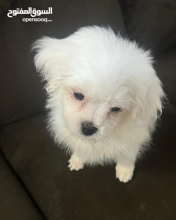 2 month old maltese puppies with vaccinations