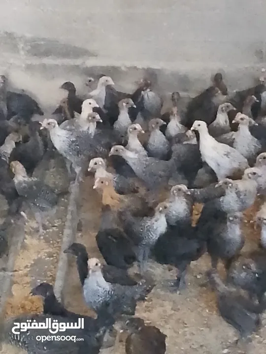 فرخات دجاج عمر شهر ونص