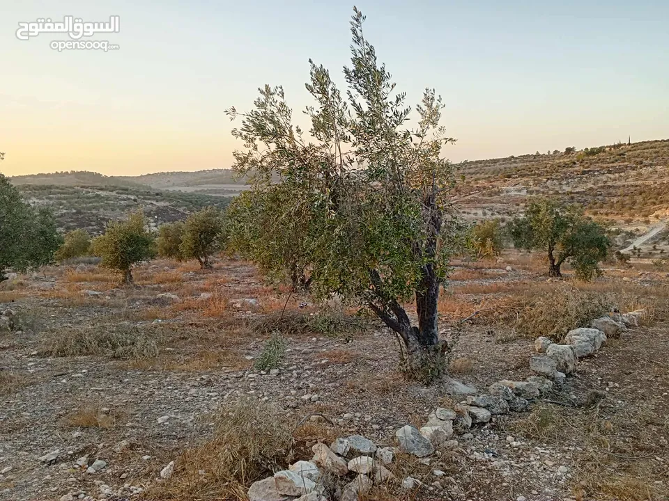 ارضـ مزروعـة زيـتـونـ للـبـيـعـ فيـ صـوريـفـ