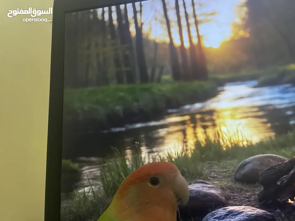 ببغاء روز طفره نادره أليف ميه بالميه مابعرف اشي اسمو عض للبيع او للبدل