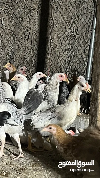للبيع دجاج محلي