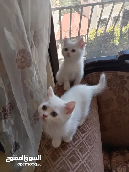 3 قطط مكس شانشيلا سكوتش فولد للبيع