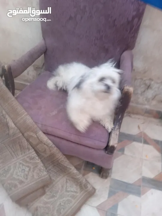 كلب فرنسي لعوب
