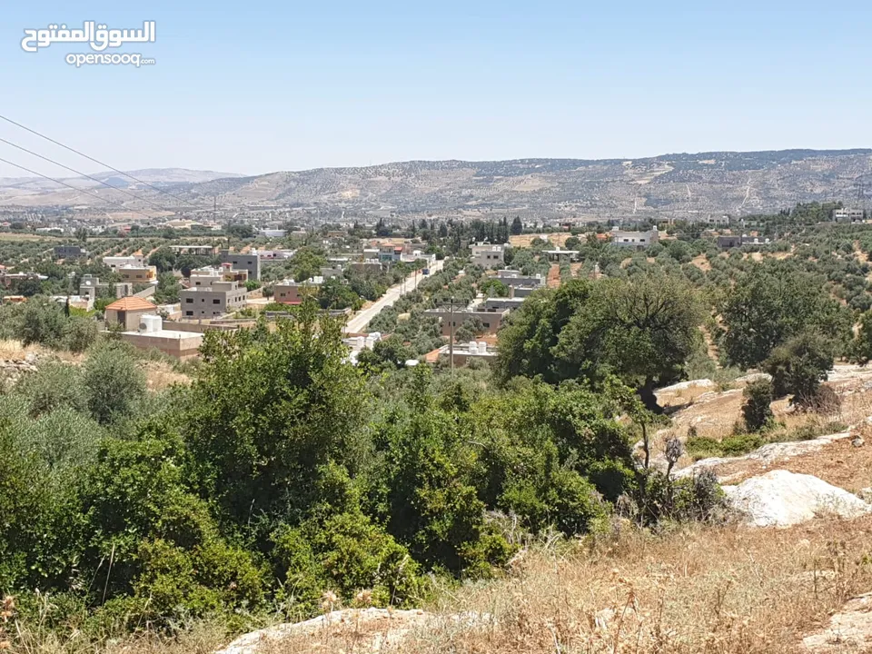 ارض 6 دونمات مزروعة زيتون في الصبيحي سعر مغري 100000 قرب التنظيم
