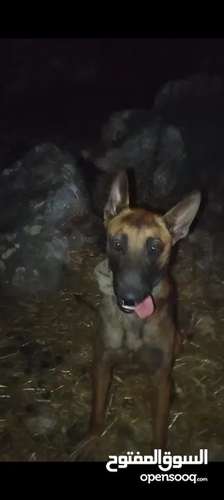 كلب ملينو دم حامي