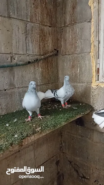 نوريه زرقا لبنيه ذنب كركند