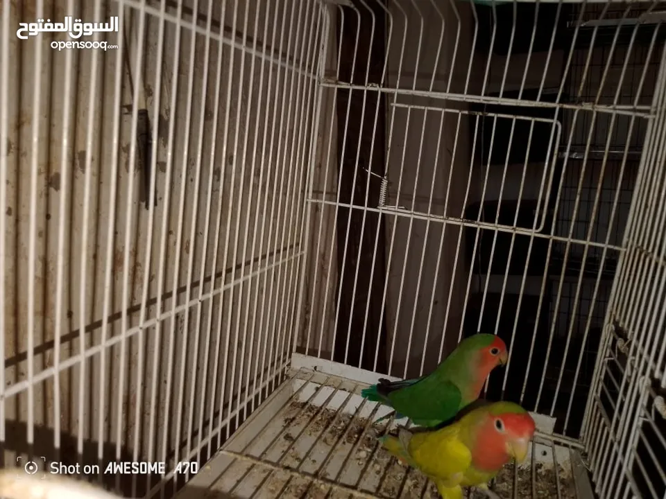 روز شغلات اربع جواز للبيع