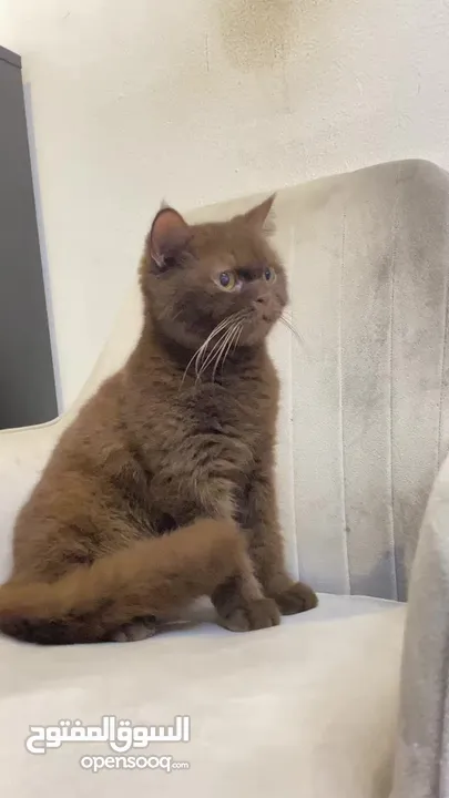 Breed chinchilla British shorthair