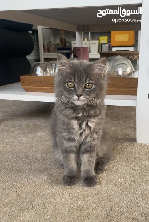 Cat (type: British longhair,  age: about 3-5 months old, really playfull)