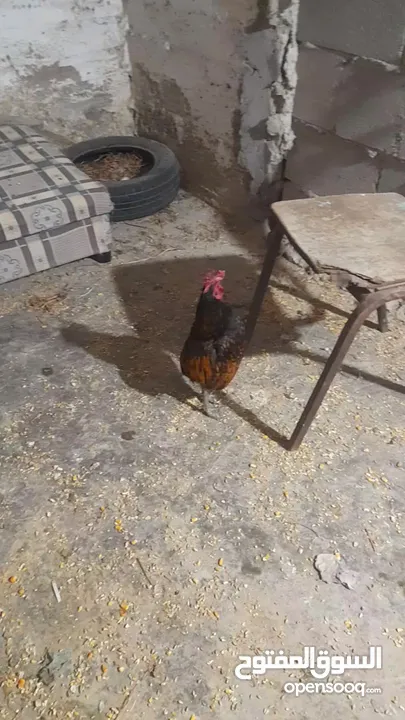 جاجه كوبرا راقده