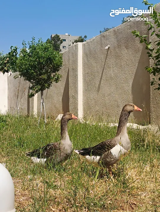 جوز وز حجم جامبو للبيع او للبدل على جاج بياض او ارانب موجود في جرش