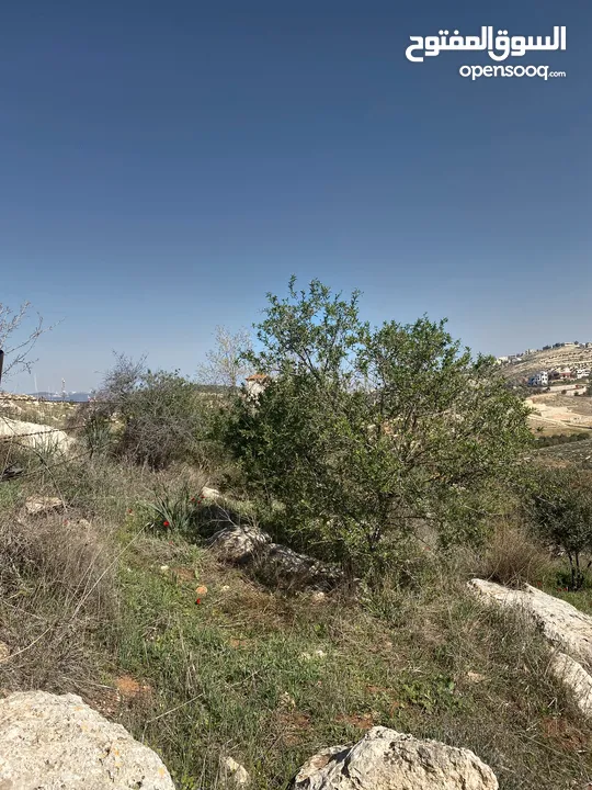 مزرعة للبيع